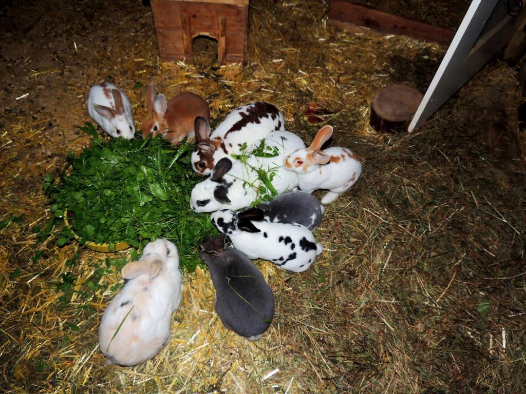 Forsthof Séjour à la ferme