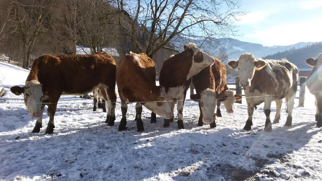 Farm stay Forsthof *